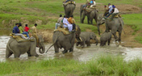Elephant Safari